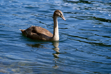Grey swan swimming on Rhine river at Canton Zürich. Photo taken September 25th, 2021, Zürich, Switzerland.