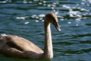 Grey swan swimming on Rhine river at Canton Zürich. Photo taken September 25th, 2021, Zürich, Switzerland.