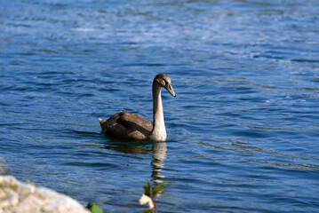 Grey swan swimming on Rhine river at Canton Zürich. Photo taken September 25th, 2021, Zürich, Switzerland.