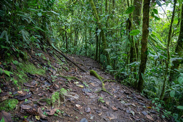 Obraz premium Trail Hiking Trail in the Jungle of Costa Rica