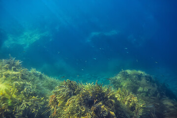underwater landscape reef with algae, sea north, view in the cold sea ecosystem