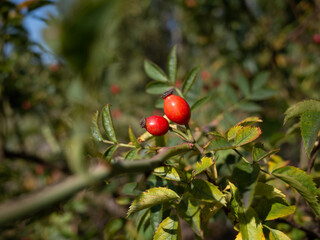 Close up image of a wild Dog rose showing the bright red hips.