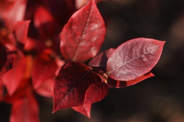 Autumn red leaves of blueberry closeup, red leaves  on bokeh background.
