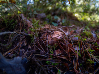 mushroom saffron-Lactarius deliciosus, Raw wild Saffron milk cap mushrooms  background.  Rovellons, Niscalos mushroom closeup. Organic Fresh ceps  . Soft focus