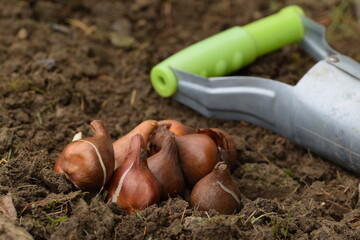 Tulips bulbs ready to plant, bulb planter on background, autumn planting flower bulbs in the garden, tulips bulbs closeup on ground.