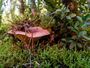 mushroom saffron-Lactarius deliciosus, Raw wild Saffron milk cap mushrooms  background.  Rovellons, Niscalos mushroom closeup. Organic Fresh ceps  . Soft focus