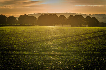 Goldene Stunde auf Felder und Wiesen