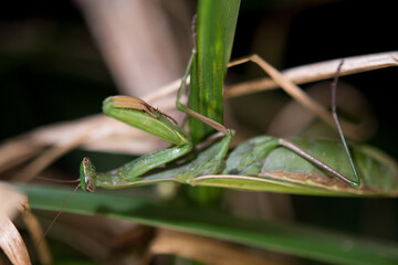 Praying Mantis on blade of grass