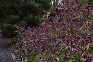 Fototapeta premium jesień, ogród, park, klon palmowy, ogród japoński