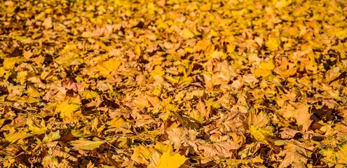 The leaves of the Canadian maple have fallen and are lying on the lawn in autumn on a sunny, clear day.