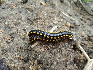 Leech mating in the ground
