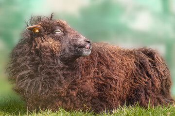 Portrait of brown female ouessant sheep