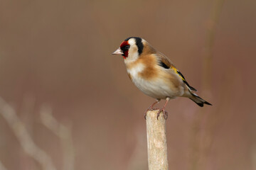 European Goldfinch Carduelis carduelis perched on a twig