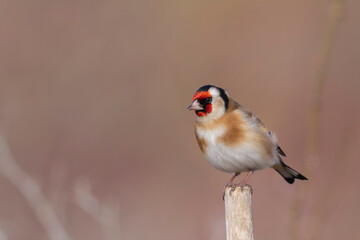 European Goldfinch Carduelis carduelis perched on a twig