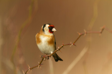 European Goldfinch Carduelis carduelis perched on a twig