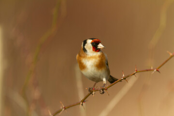 European Goldfinch Carduelis carduelis perched on a twig