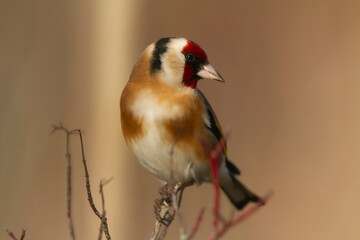 European Goldfinch Carduelis carduelis perched on a twig