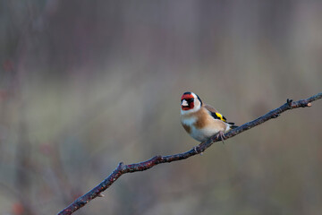 European Goldfinch Carduelis carduelis perched on a twig
