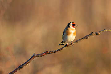 European Goldfinch Carduelis carduelis perched on a twig