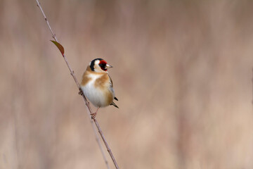 European Goldfinch Carduelis carduelis perched on a twig