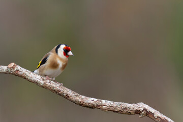 European Goldfinch Carduelis carduelis perched on a twig