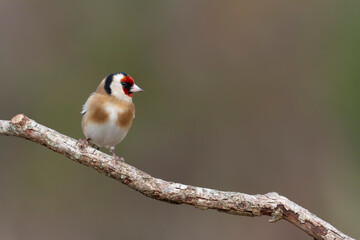European Goldfinch Carduelis carduelis perched on a twig