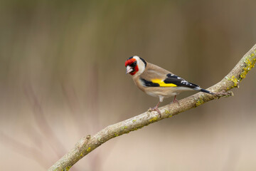 European Goldfinch Carduelis carduelis perched on a twig