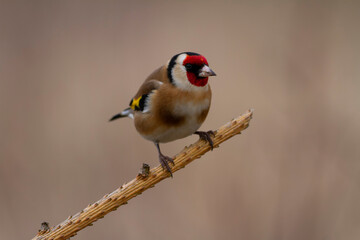 European Goldfinch Carduelis carduelis perched on a twig