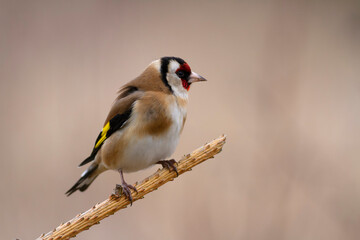 European Goldfinch Carduelis carduelis perched on a twig