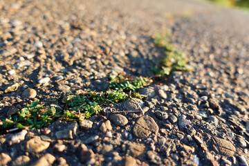 Crack in the road with sprouted grass