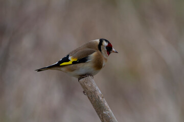European Goldfinch Carduelis carduelis perched on a twig