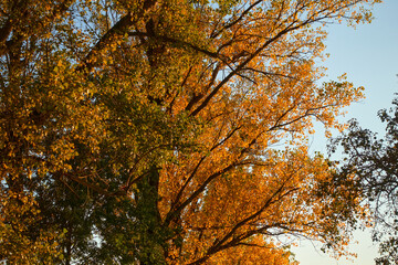Autumn tree branches with yellowed leaves