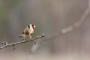 European Goldfinch Carduelis carduelis perched on a twig