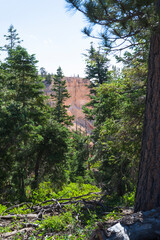 forest in the mountains