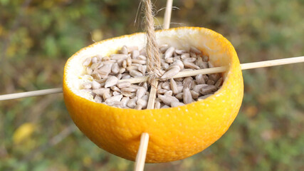 Natural bird feeder full of sunflower seeds is hanging on a tree.