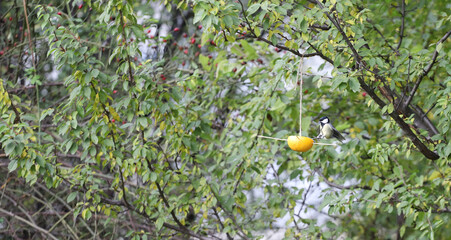 Great tit ( titmouse ) eats seeds from natural bird feeder made from orange fruit. 