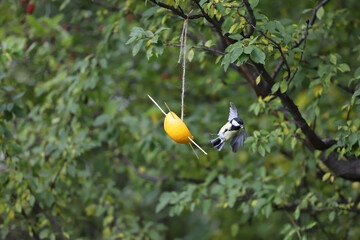 Great tit ( titmouse ) eats seeds from natural bird feeder made from orange fruit. 