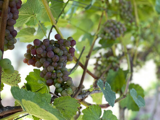 Vineyard around Geesteren