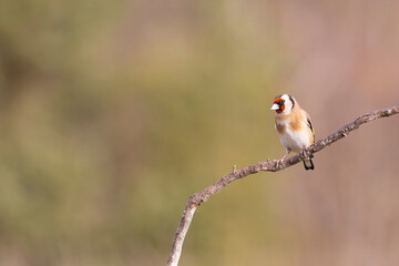 European Goldfinch Carduelis carduelis perched on a twig