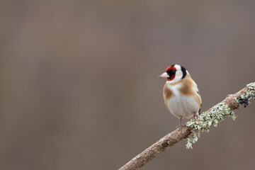 European Goldfinch Carduelis carduelis perched on a twig