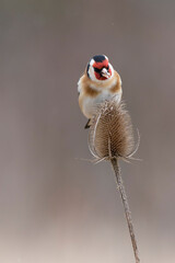 European Goldfinch Carduelis carduelis perched on a twig