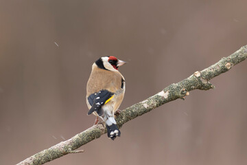 European Goldfinch Carduelis carduelis perched on a twig
