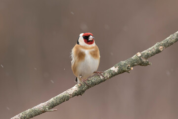 European Goldfinch Carduelis carduelis perched on a twig