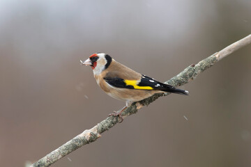 European Goldfinch Carduelis carduelis perched on a twig