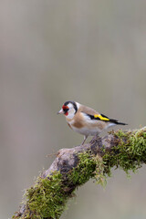 European Goldfinch Carduelis carduelis perched on a twig