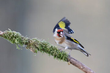 European Goldfinch Carduelis carduelis perched on a twig