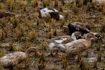 group of ducks in village county
