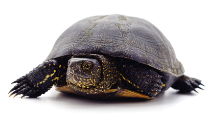 Wild black turtle.