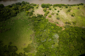 Aerial view of green forest. High quality photo