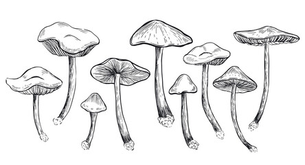 Collection edible mushrooms, hand drawn illustration. - obrazy, fototapety, plakaty